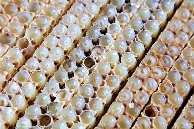 royal jelly royal jelly